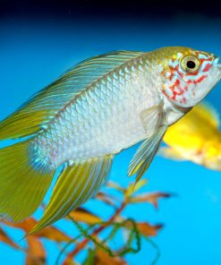 Opal-Apistogramma (Apistogramma borelli)