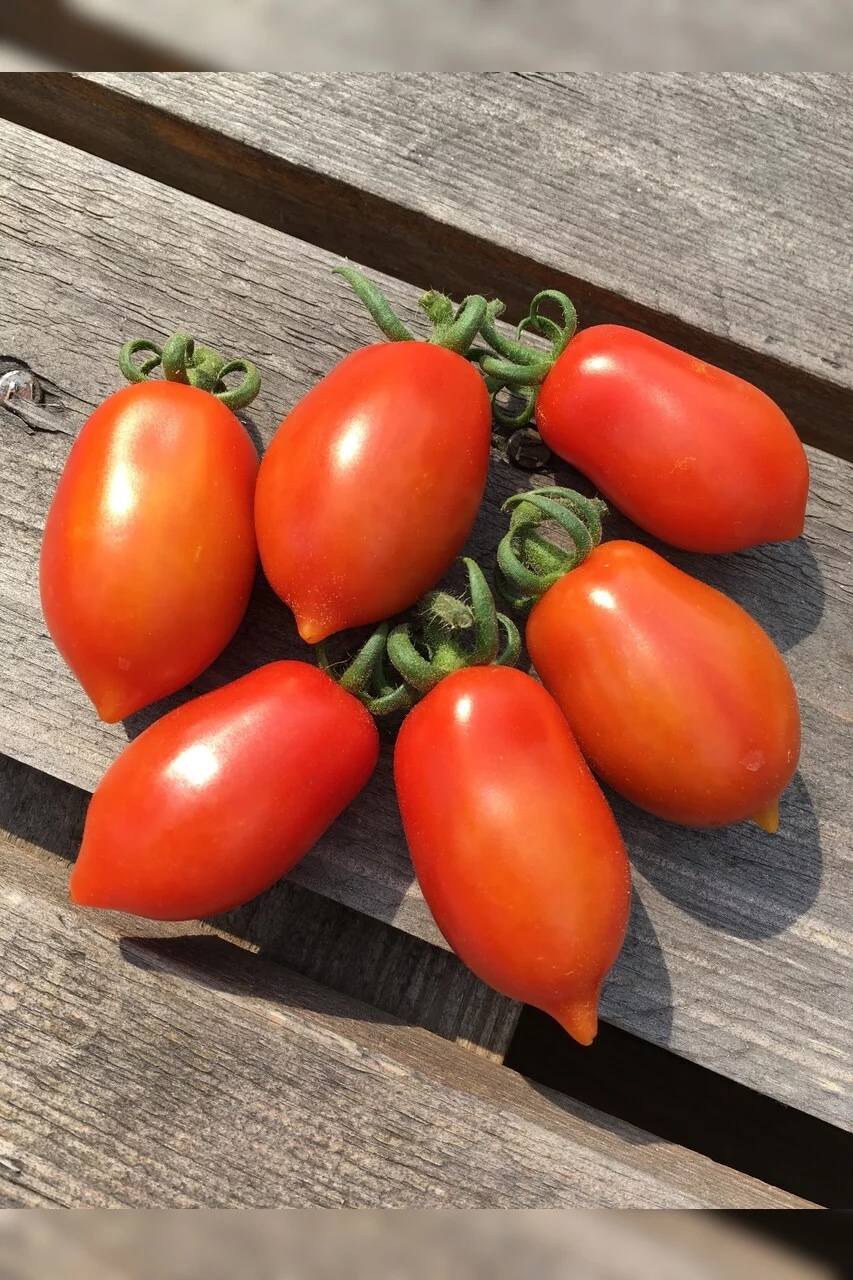 Bio-Saatgut Tomate Elfin