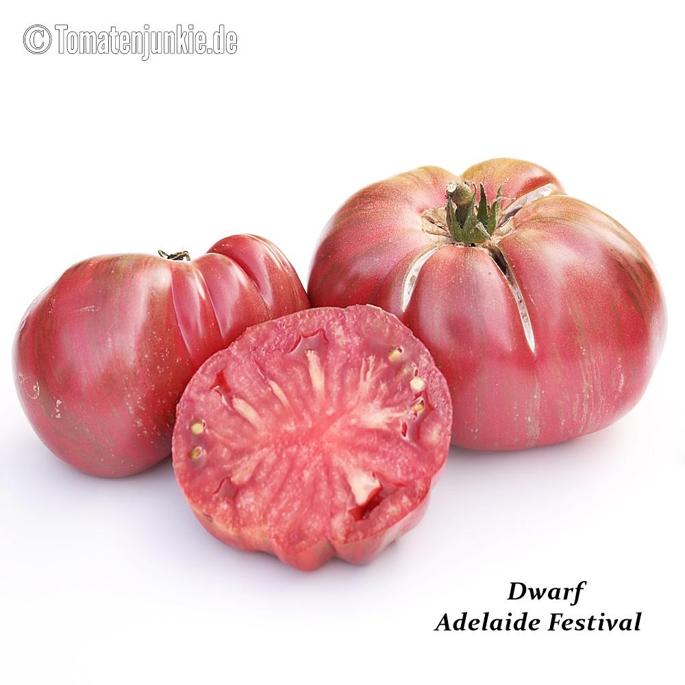 Dwarf Adelaide Festival