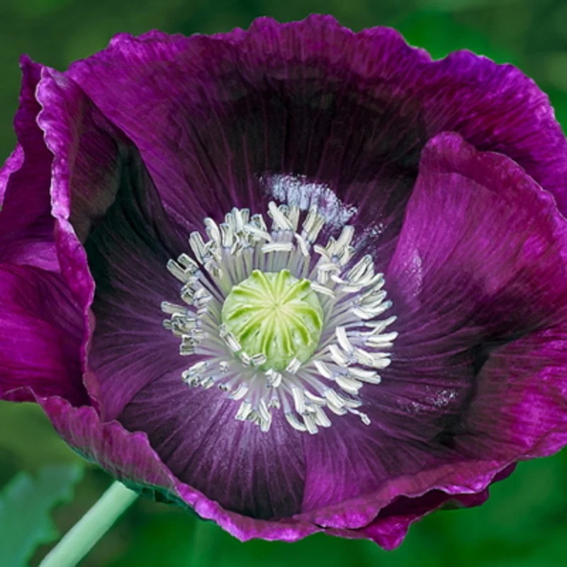 Bio-Saatgut Mohn Laureen’s Grape