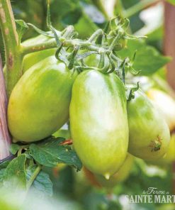 Bio-Saatgut Tomate Chile Verde