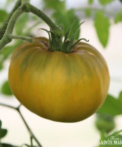 Bio-Saatgut Tomate Grüne Ananas