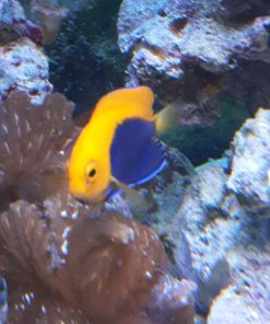 Orangerücken-Zwergkaiserfisch ( Centropyge acanthops )