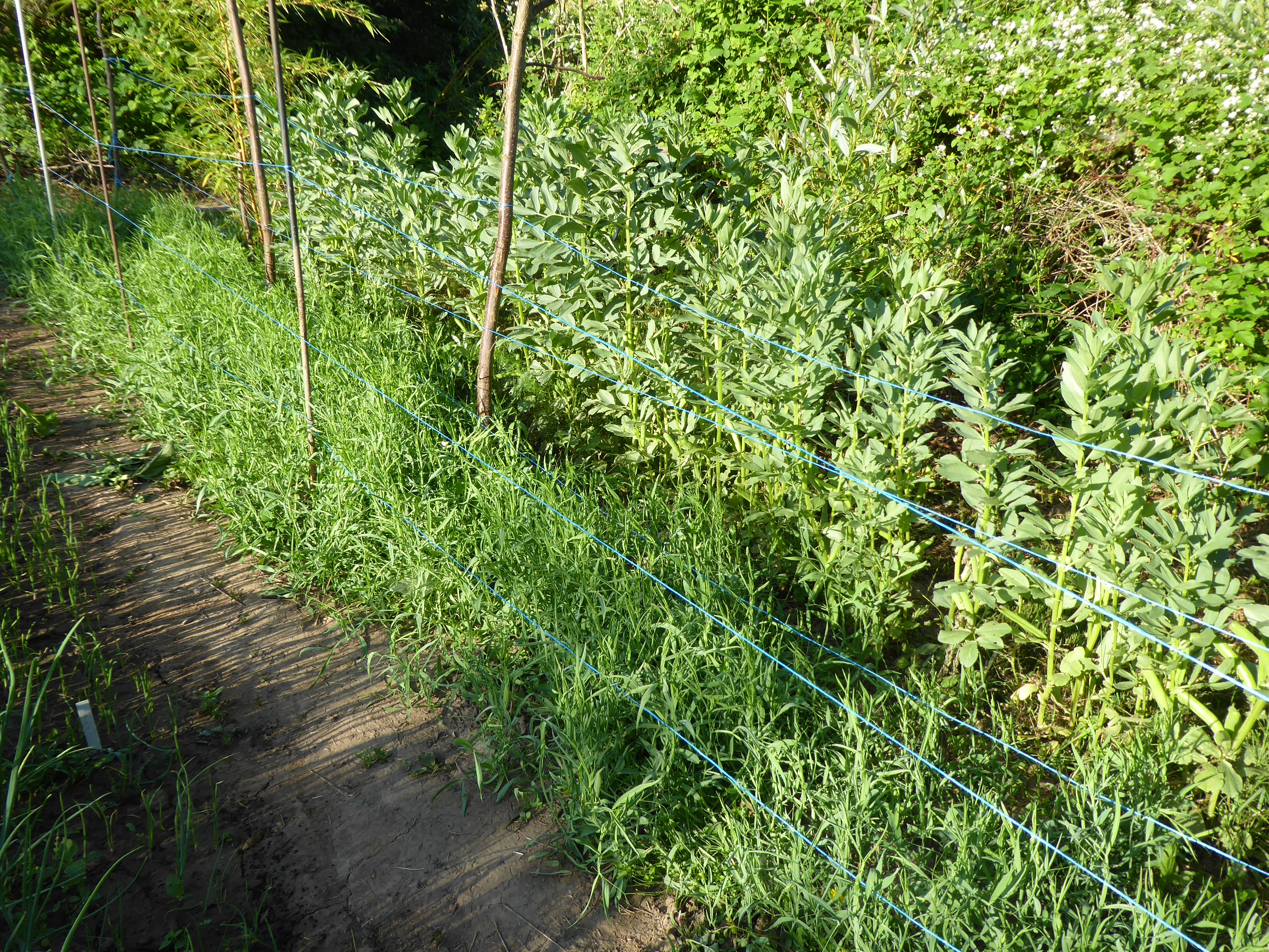 Dr.Becker Nr. 1 Puffbohne – Bild 3