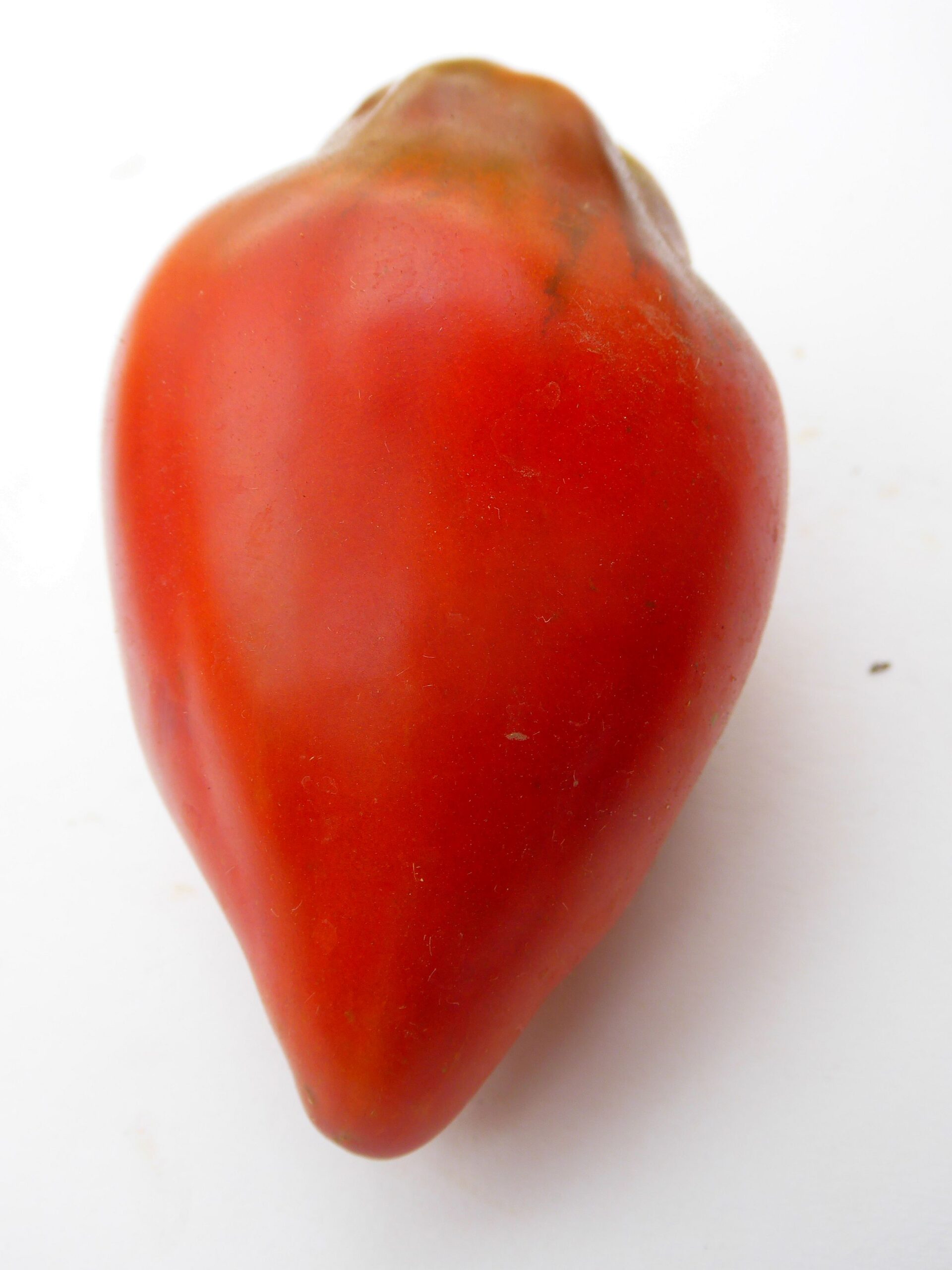 Cuban Pepper – Bild 4