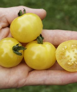 Bio-Saatgut Tomate Zitronentraube (MHD 01/25)